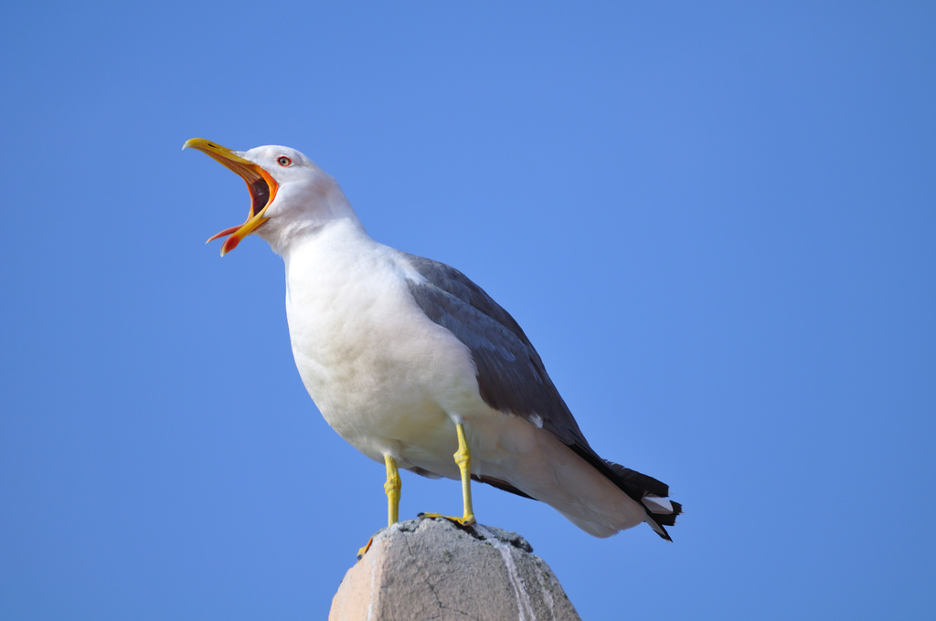 adobestock_25486147 - gull