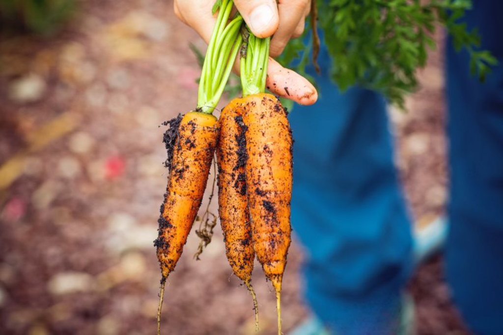 Maintain food and hygiene standards with SGS Academy courses